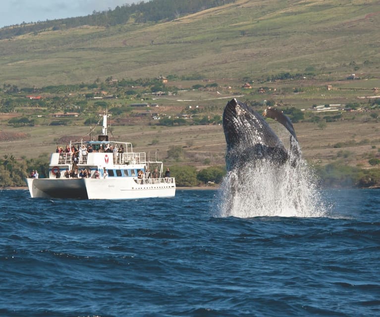 Oahu: Whale Watching Excursion From Ala Wai Harbor - What to Bring and Restrictions