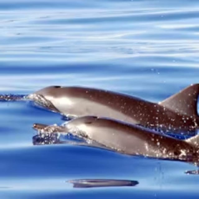 Oahu: Whales Dolphins Snorkeling Cruise With Hawaiian Meal - Inclusions and Amenities