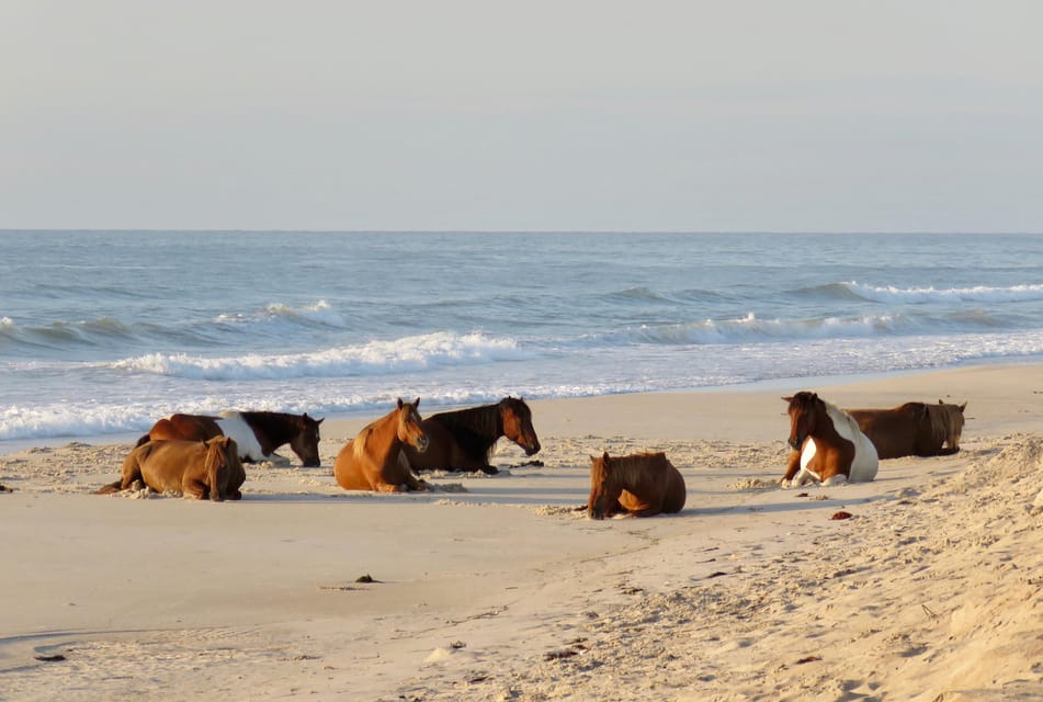 Ocean City: Private Party Assateague Island Cruise - Tips for Your Cruise