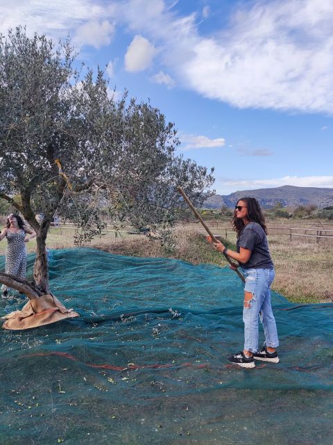 Olive Harvesting & Olive Oil Tasting - Pricing and Availability