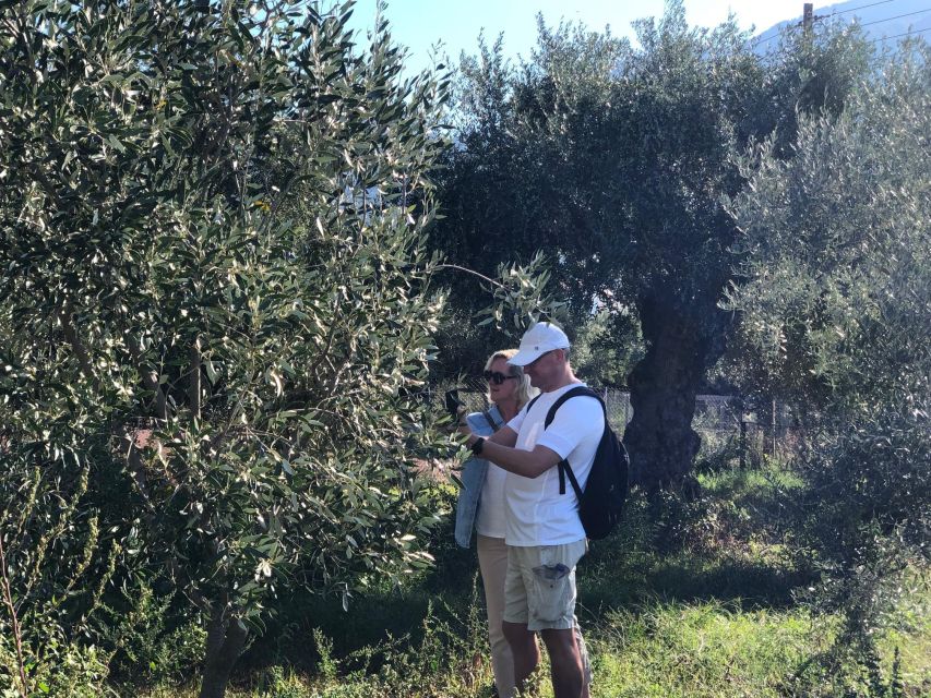 Olive Oil Tour & Tasting in Kalamata, Messinia, Greece - Lunch Options