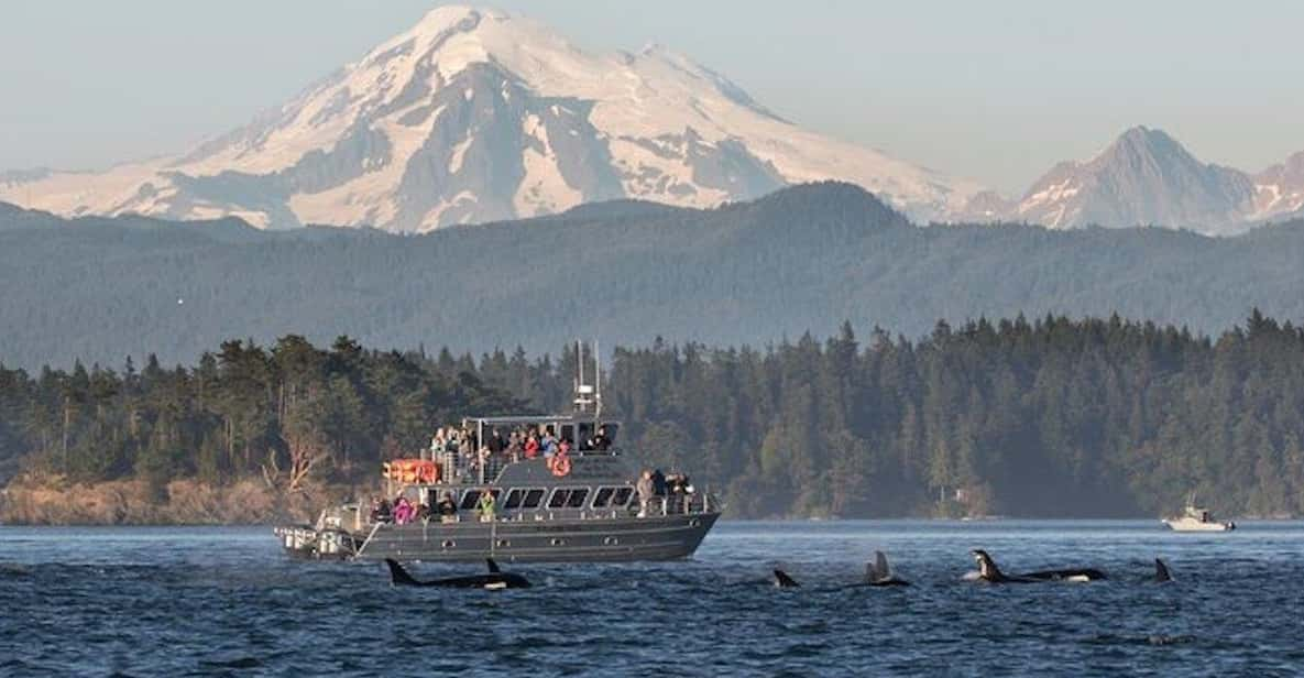 Orcas Island: Whale and Orca Guided Speedboat Tour - Meeting Point Information