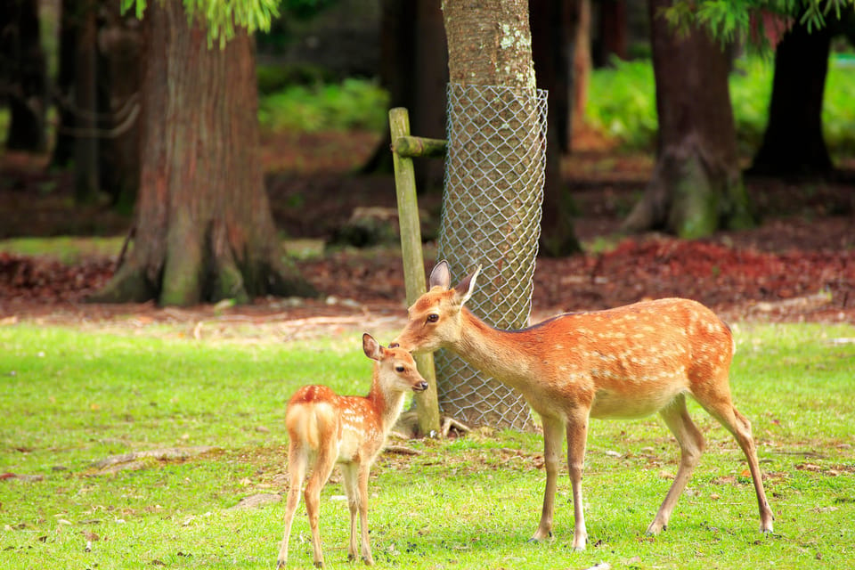 Osaka: Kyoto World Heritage & Nara Cute Deer 1-Day Bus Tour - Inclusions and Exclusions