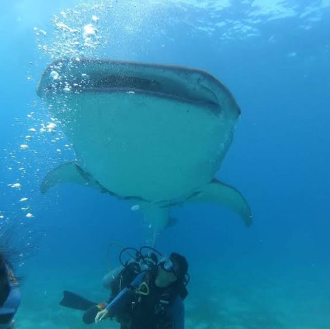 Oslob Cebu: Whaleshark Scuba Diving & Sumilon Sanctuary - Scuba Diving Highlights