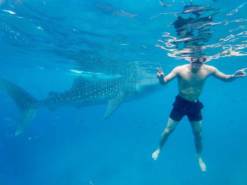 Oslob Whale Shark Direct - Pickup and Drop-off