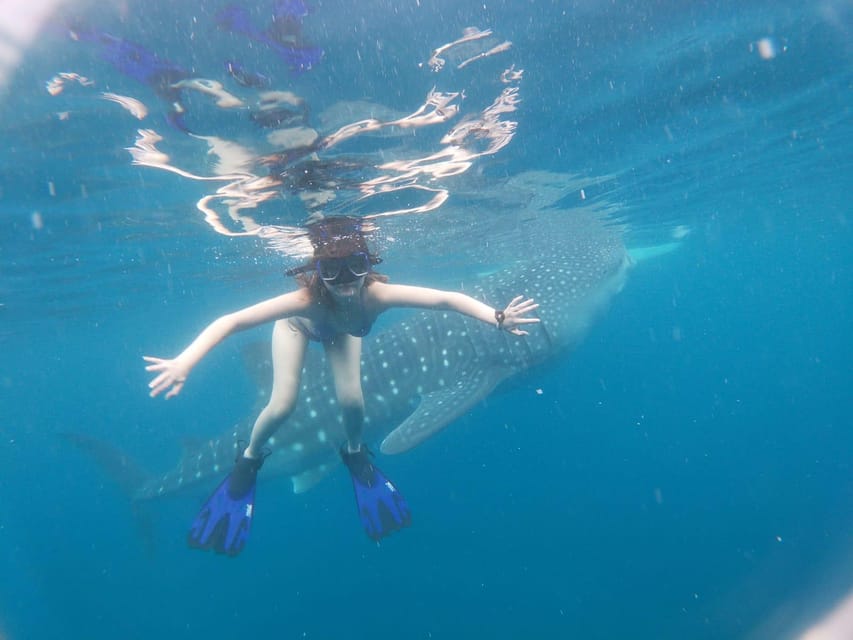 Oslob Whaleshark Watching & Inambakan Falls & Sardines Run - Important Information