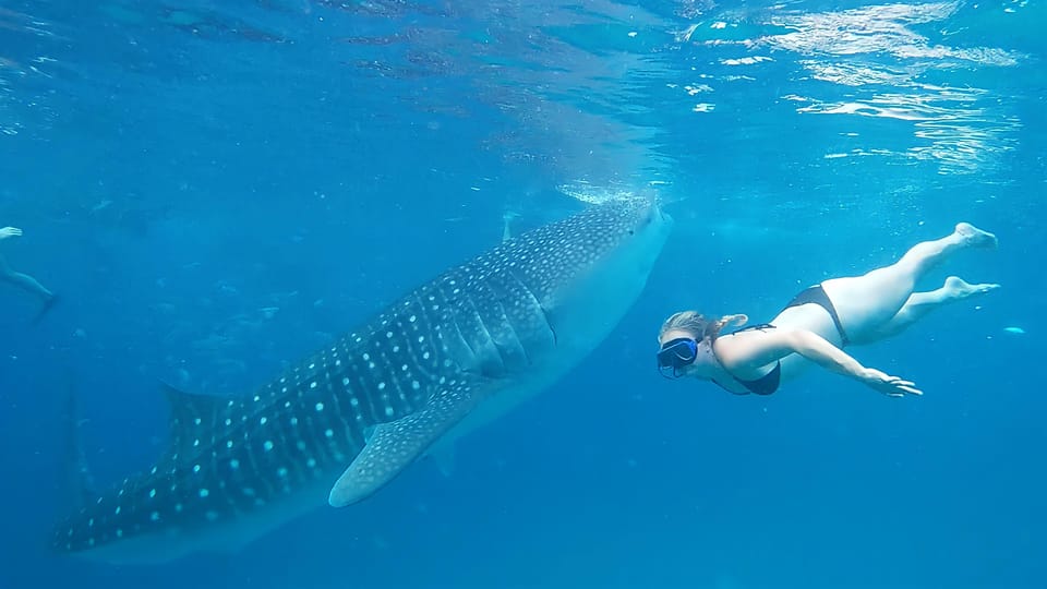 Oslob: Whaleshark Watching, Tumalog Falls & Sumilon Island - Whale Shark Swimming