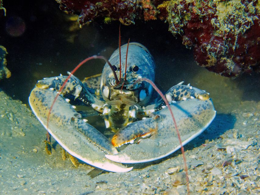 PADI Open Water Diving Course Tenerife - Included in the Course