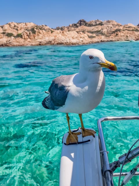 Palau: Sailing Tour La Maddalena Archipelago - Customer Feedback and Ratings