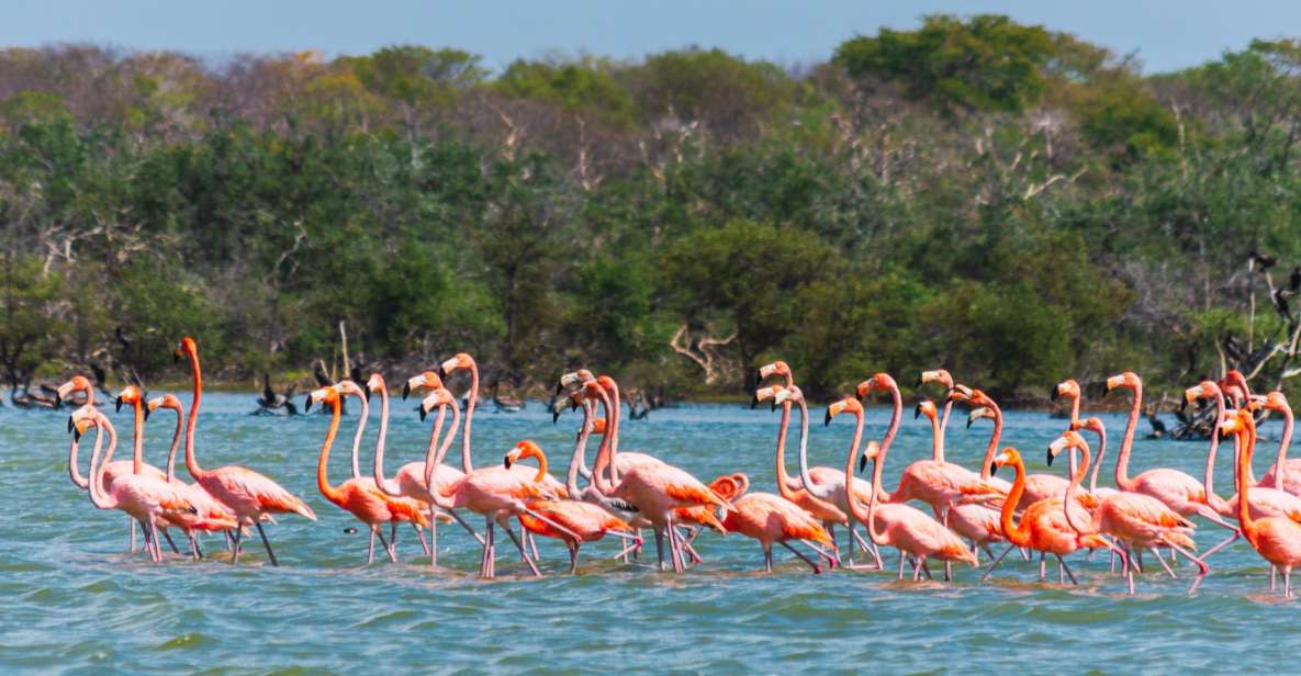 Palomino: Sanctuary of Flamingos Day Tour - Nearby Attractions