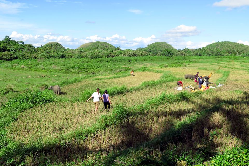 Panglao: Dao, Forests, and Tarsier Sanctuary Tour With Lunch - Important Information