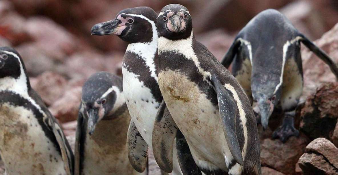 Paracas: Observation of Marine Fauna in Ballestas Islands - Tour Inclusions and Benefits