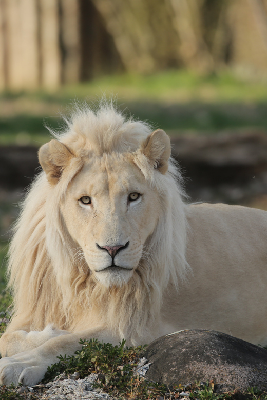 Parco Natura Viva: Garda Zoological Park Ticket - Extinction Park Exhibits