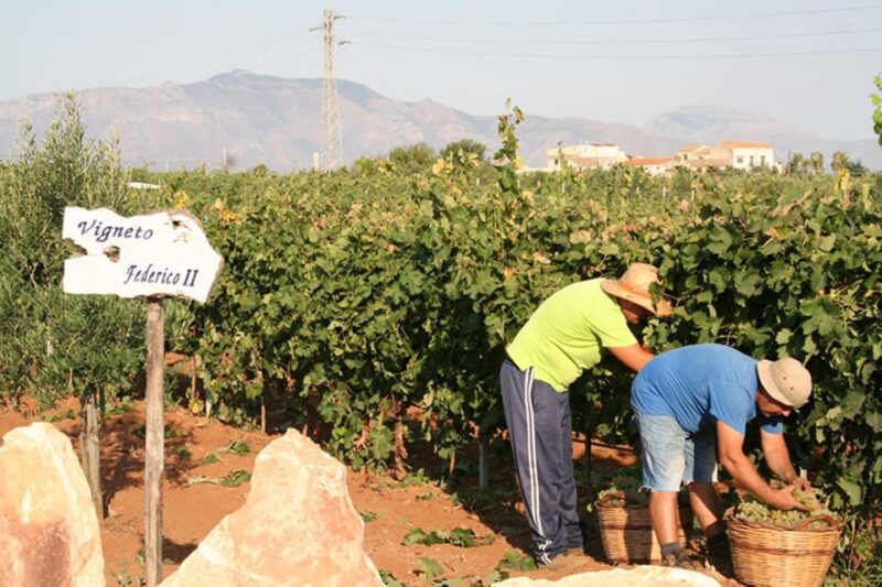 Partinico: Grape Harvest in the Lands of Frederick II of Swabia - Location and Duration