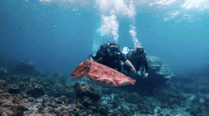 Phi Phi: Scuba Diving With Portuguese Speaking Instructor - Safety and Precautions