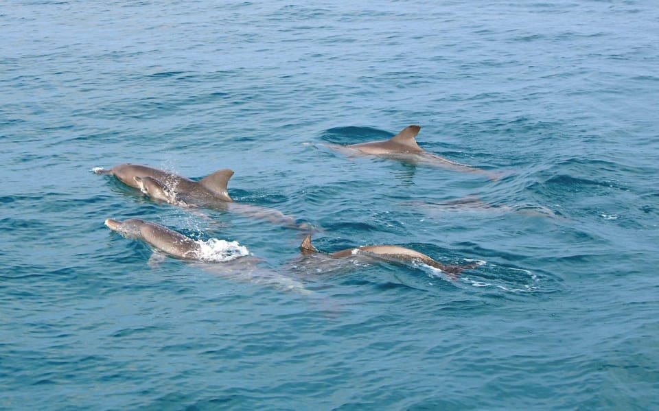 Phuket Dolphin Quest: Racha & Maiton Island Expedition - Marine Ecosystems