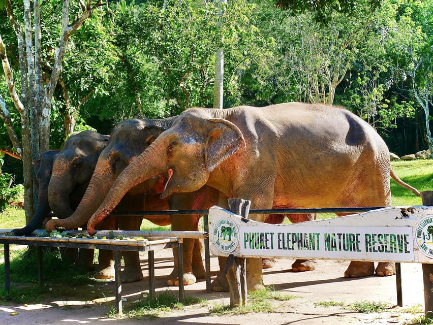 Phuket: Elephant Nature Reserve Entry Ticket and Guided Tour - Customer Reviews and Ratings