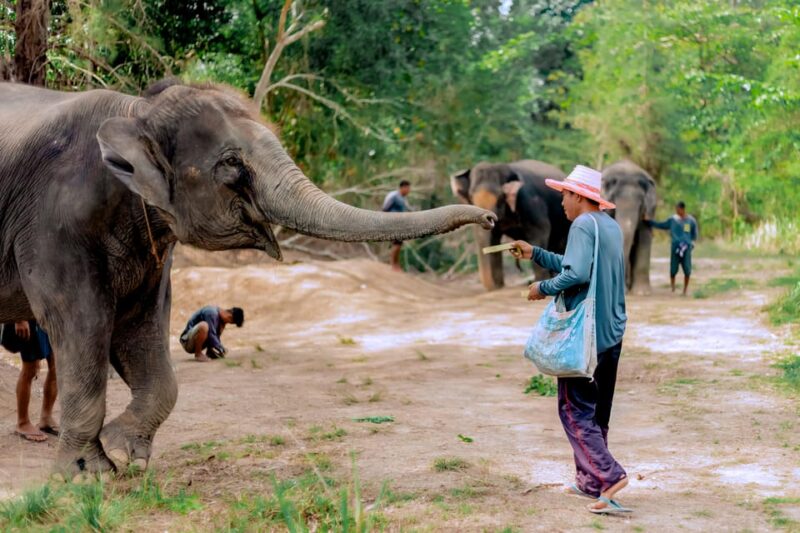 Phuket: Elephant Sanctuary Gentle Giants Feeding Adventure - Important Information
