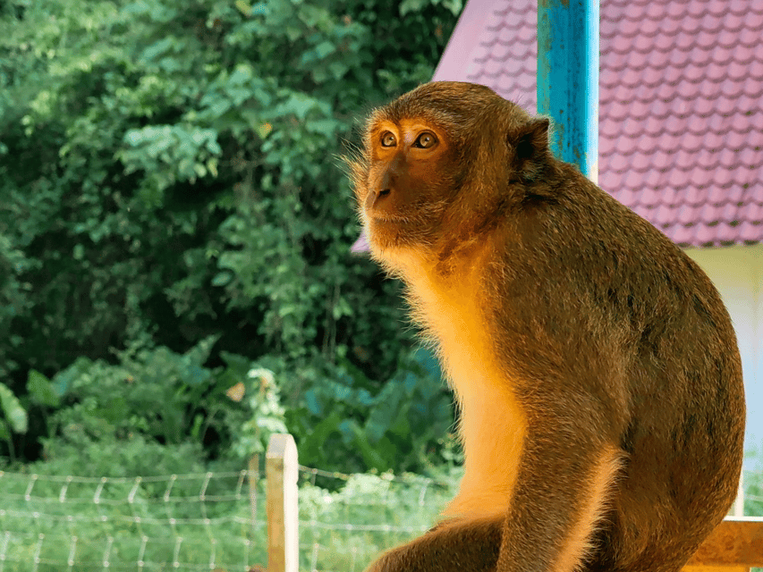 Phuket: Khao Sok and Cheow Lan Lake Tour With Lunch - What to Bring and Wear