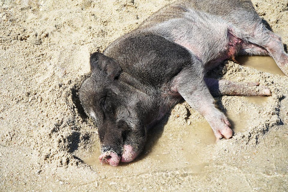 Pig Island(Koh Mudsum) and Koh Tan Half Day Snorkeling Tour - Important Information