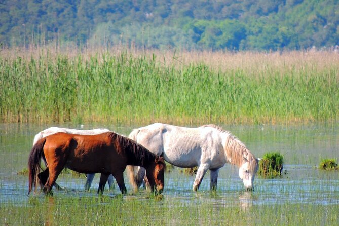 Podgorica Historic, Safari and Winery Tour - Skadar Lake and River Crnojevica - Biševina Horsewatching