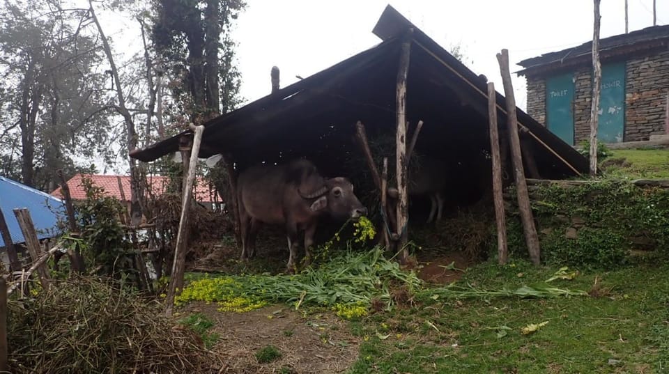 Pokhara: 5-Day Mardi Himal Base Camp Trek With Transfers - Important Travel Information