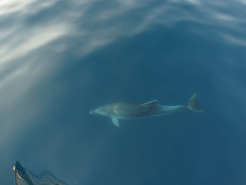 Poreč: Dolphin Spotting Cruise With Included Drinks - Vessel and Crew