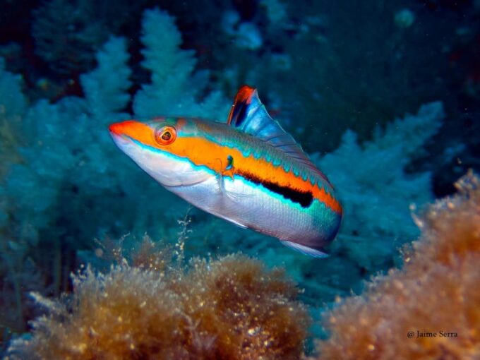 Port De Sóller: Snorkeling Tour With Professional Guide - Frequently Asked Questions