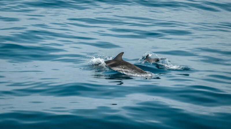 Portisco: Dolphin Watching Boat Tour - Customer Reviews