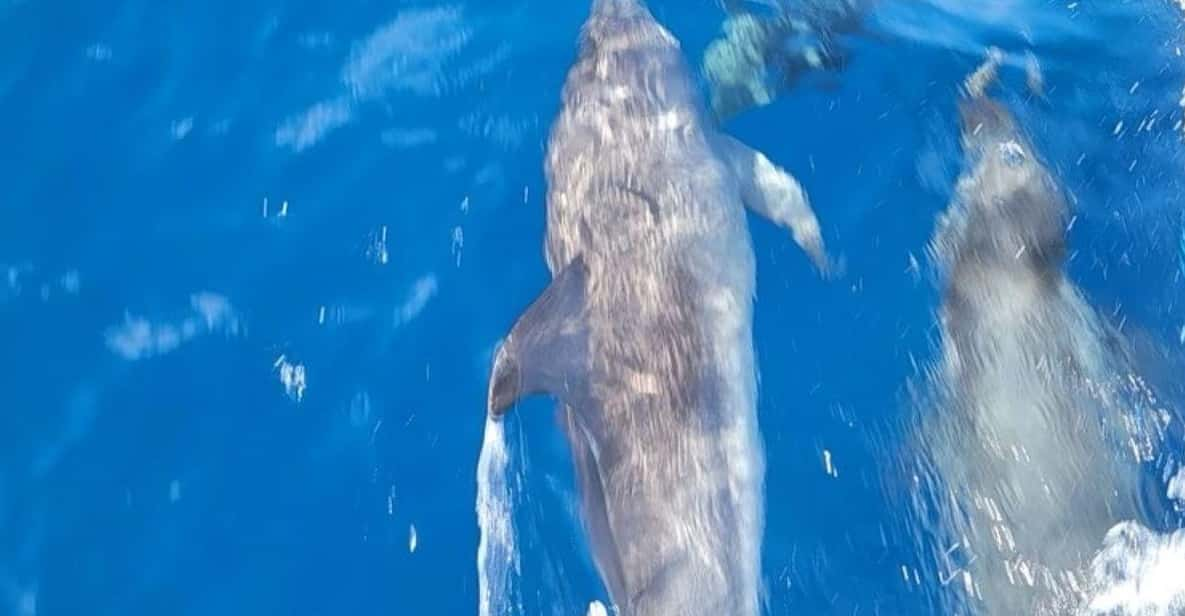 Private Dolphin Watch Boat Tour Port Aransas Texas - Meeting Point Details