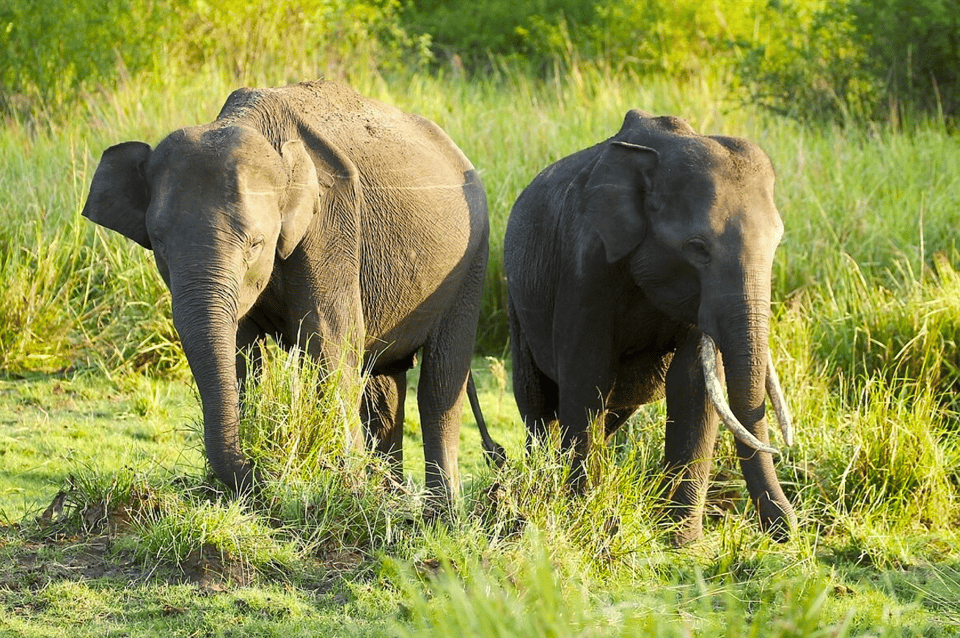 Private Jeep Safari to One of the Best National Parks - Exploring Central Sri Lankas Wilderness