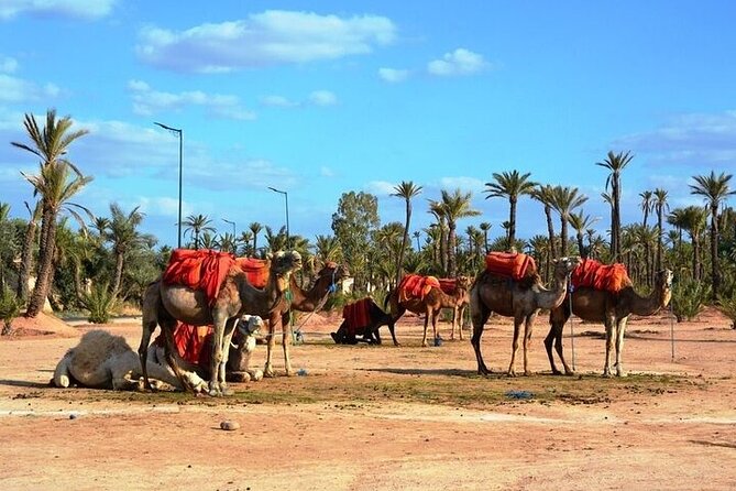 Private Marrakech Day Trip From Casablanca With Free Camel Ride - Traveler Feedback and Ratings