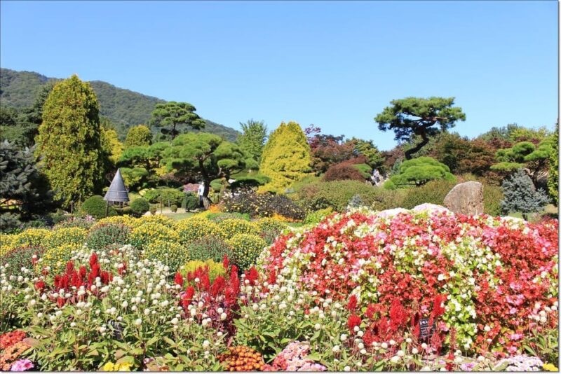 [Private Tour] Nami Island+Morning Calm Garden+Petite France - Winter Lighting Festival