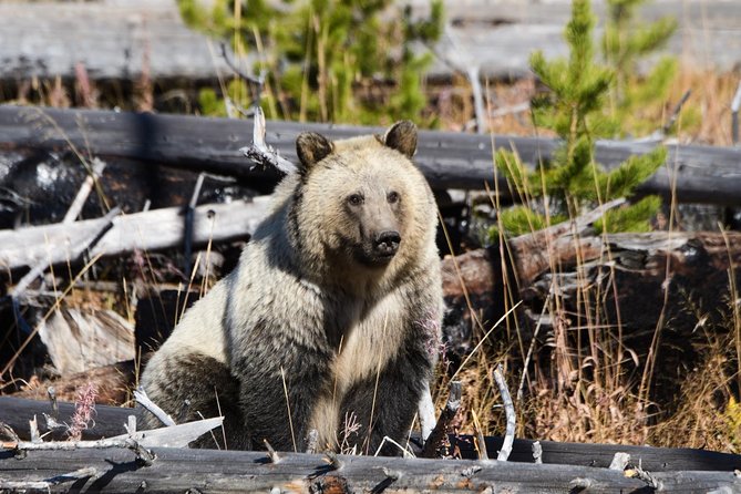 Private Yellowstone Old Faithful and Lower Loop Tour - Feedback and Reviews From Travelers