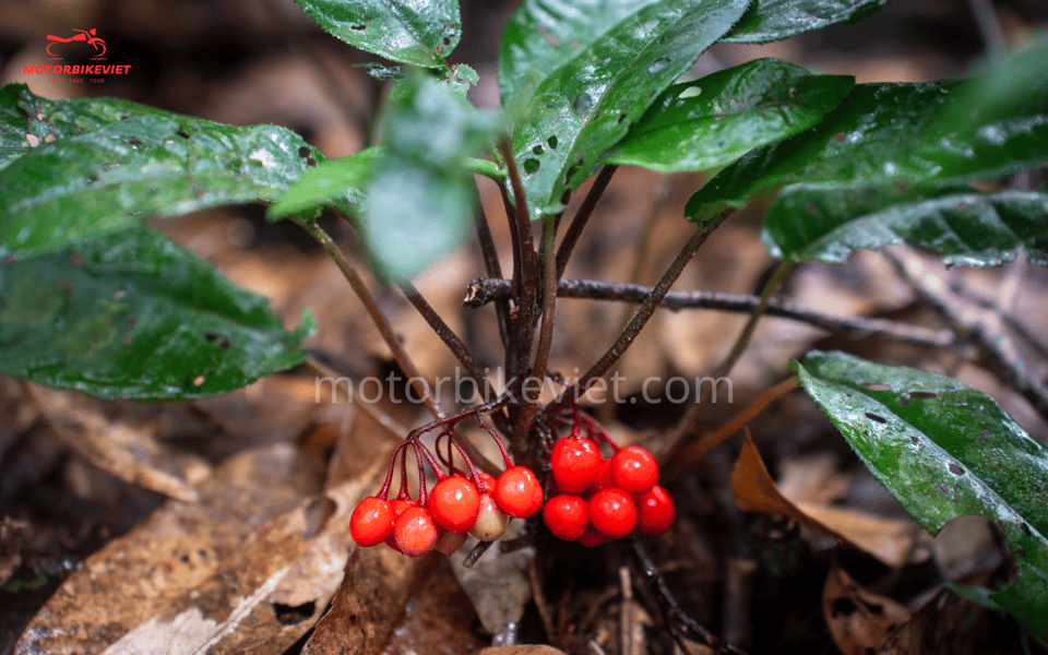 Pu Luong Trekking Tour 3 Days 2 Nights: From Motorbike Viet - Day 3: Early Morning Views and Departure