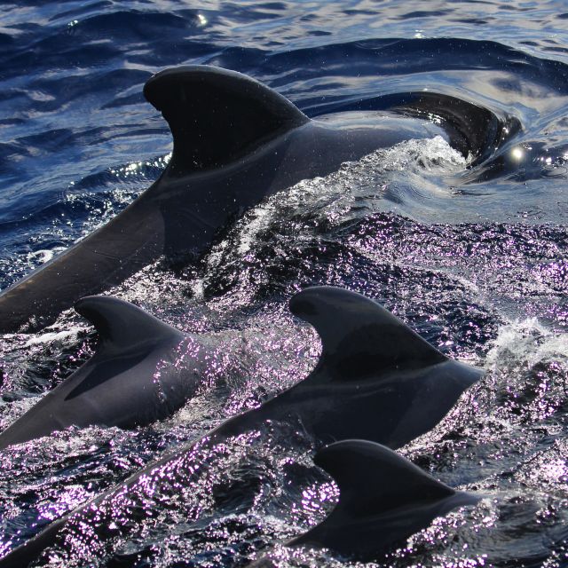 Puerto Colon : Whale & Dolphins Sailing Excursion - Customer Feedback