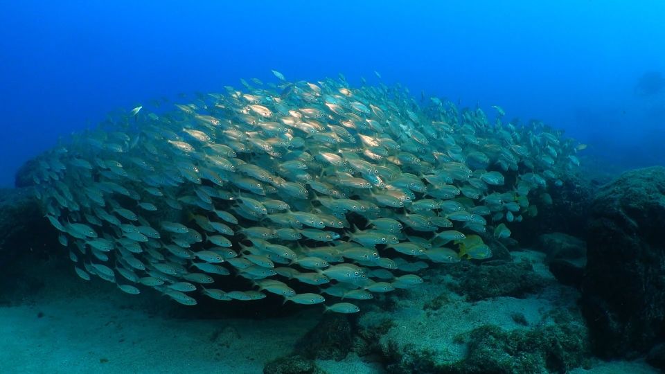 Puerto Del Carmen: Snorkeling Trip With Dive Instructor - What Youll Learn