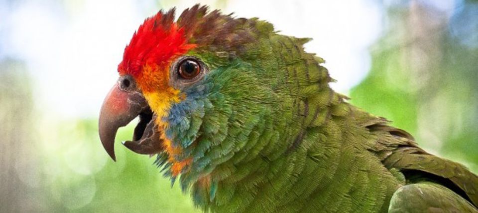 Puerto Iguazu: Iguaza Falls Brazilian Side & Bird Park Tour - Booking Information