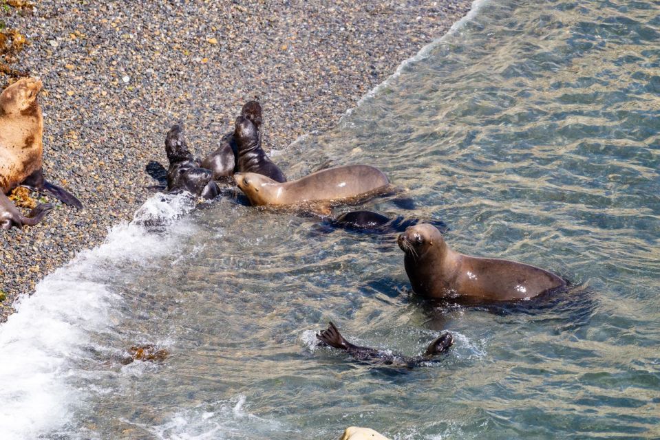 Puerto Madryn: Punta Loma Shore Excursion - What to Bring