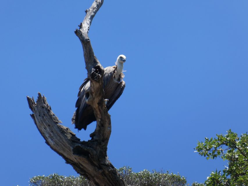 Punat-Private Boat Trip in the Intact Nature of Island Krk - Customer Ratings and Feedback