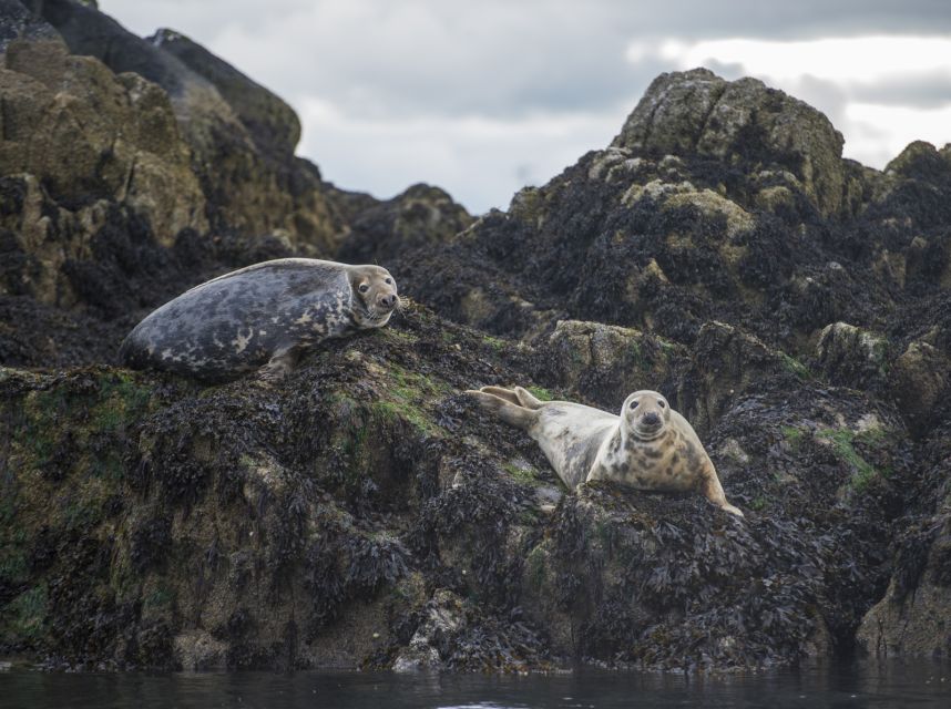 Queensferry: Sightseeing Cruise to Inchcolm Island - Wildlife and Scenic Highlights