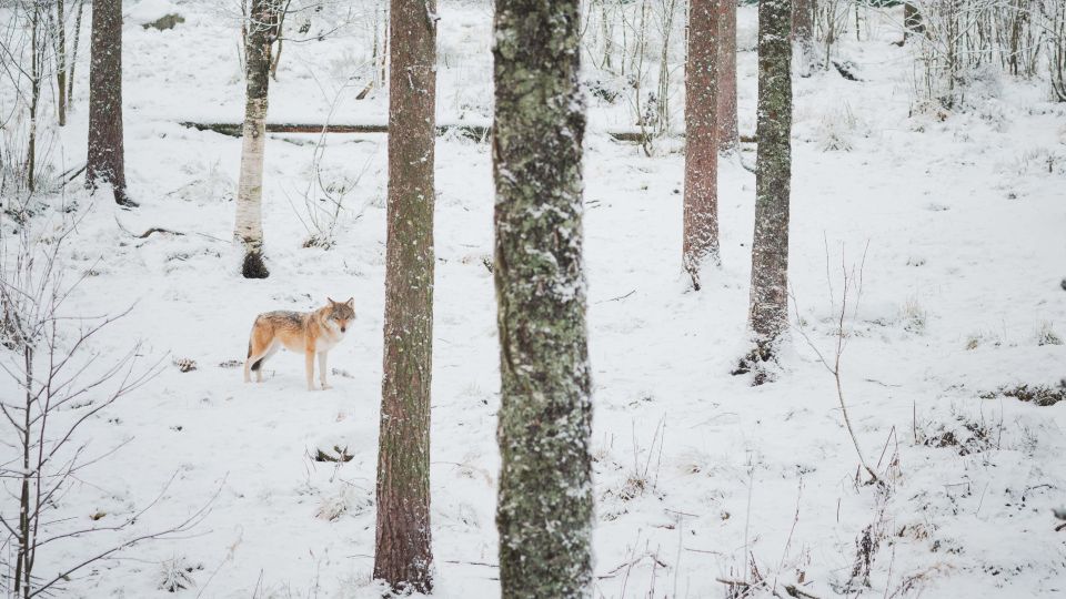 Ranua Wildlife Park Day: Visit the Arctic Animals - Inclusions for Visitors