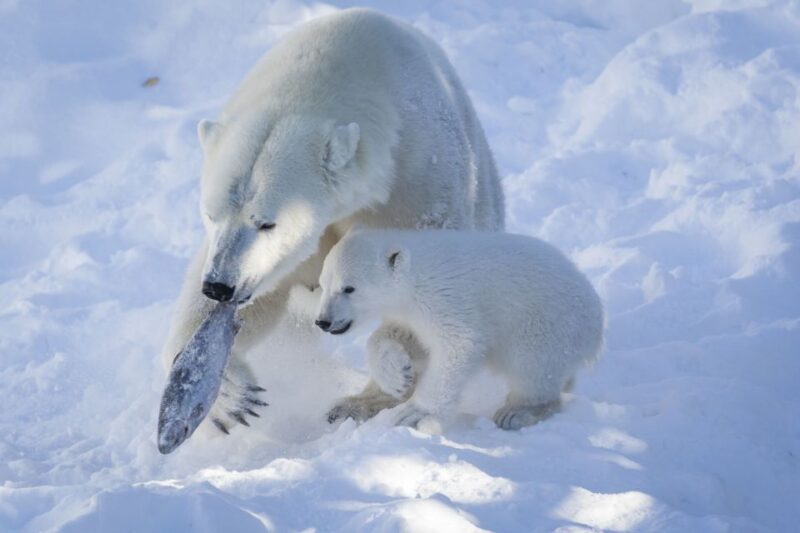 Ranua Wildlife Park Guided Tour From Rovaniemi - Customer Reviews and Ratings