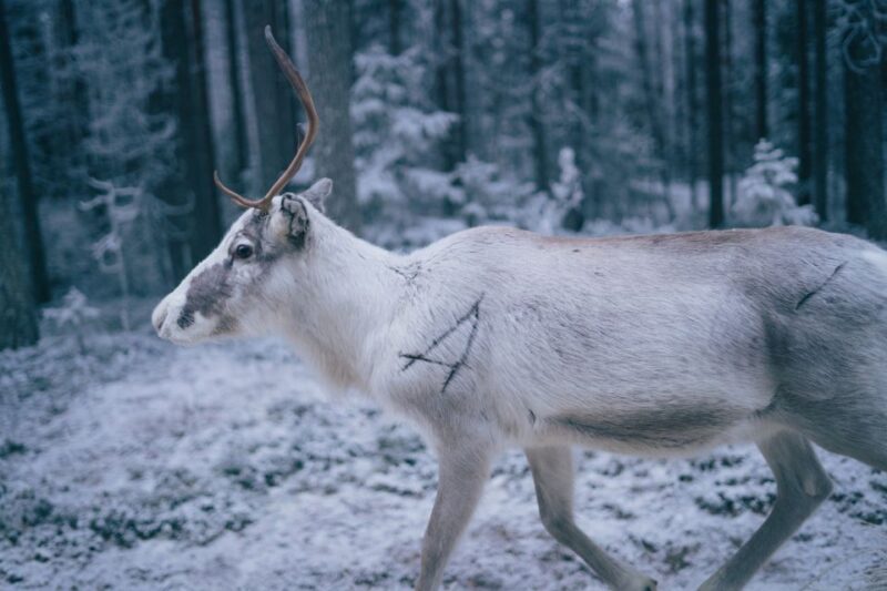 Reindeer Farm Visit With Professional Photographer - Important Considerations