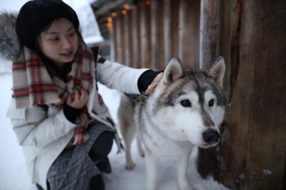 Reindeers, Husky and Santa Claus Village Summer Combo Tour - Engaging With Reindeer