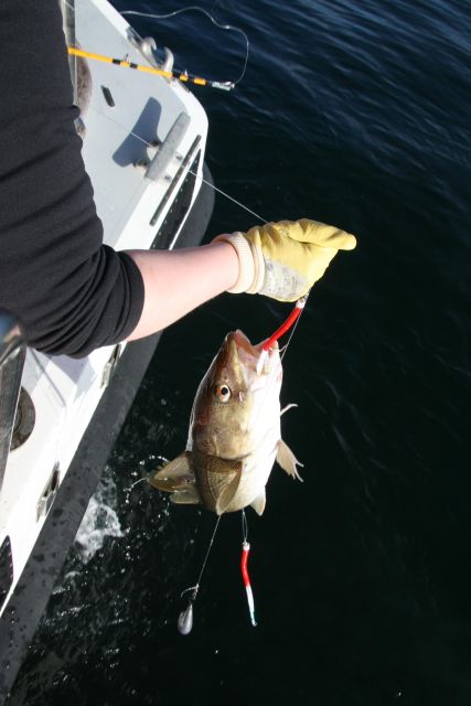 Reykjavik: 3-Hour Sea Angling Gourmet Experience Tour - Unique Wildlife Sightings