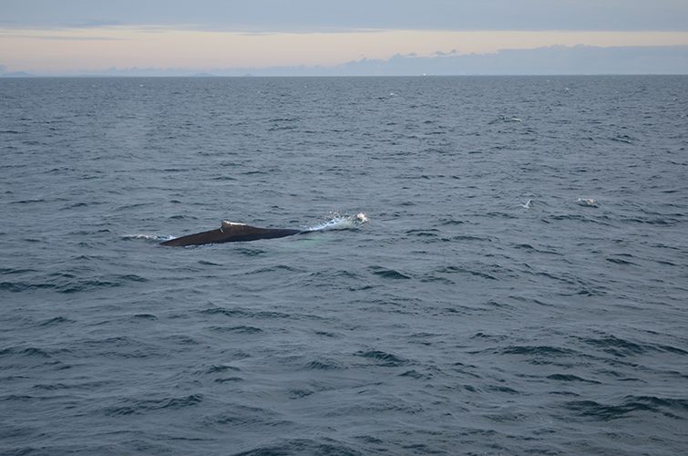 Reykjavik: Midnight Sun Whale Watching Tour - Booking Information