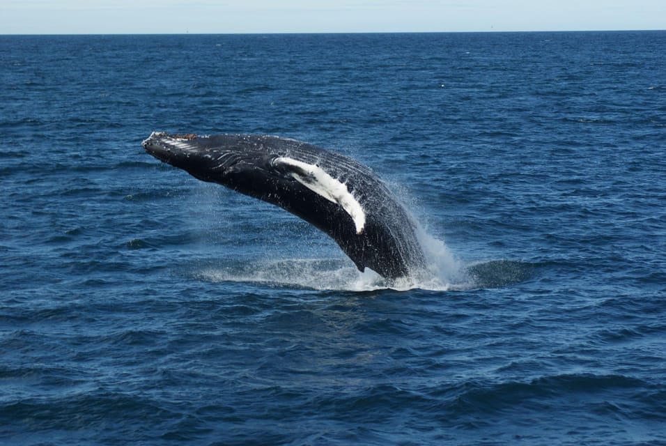 Reykjavík: Whale Watching Cruise and FlyOver Combo Ticket - Environmental Considerations