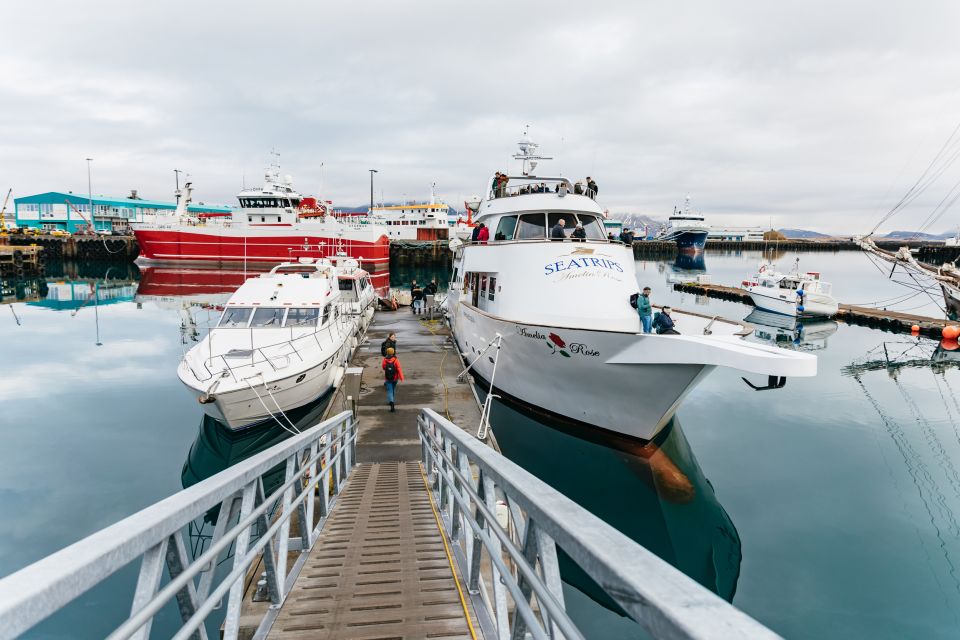 Reykjavík: Whale Watching Cruise on the Amelia Rose Yacht - Amenities and Inclusions