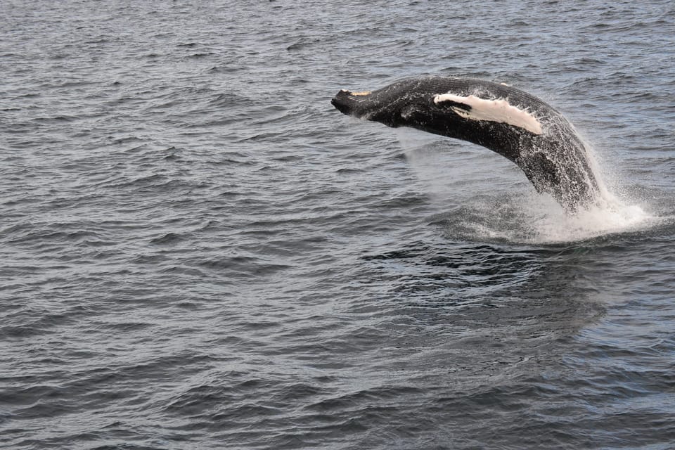 Reykjavik: Whale Watching Morning Expedition - Eligibility and Restrictions